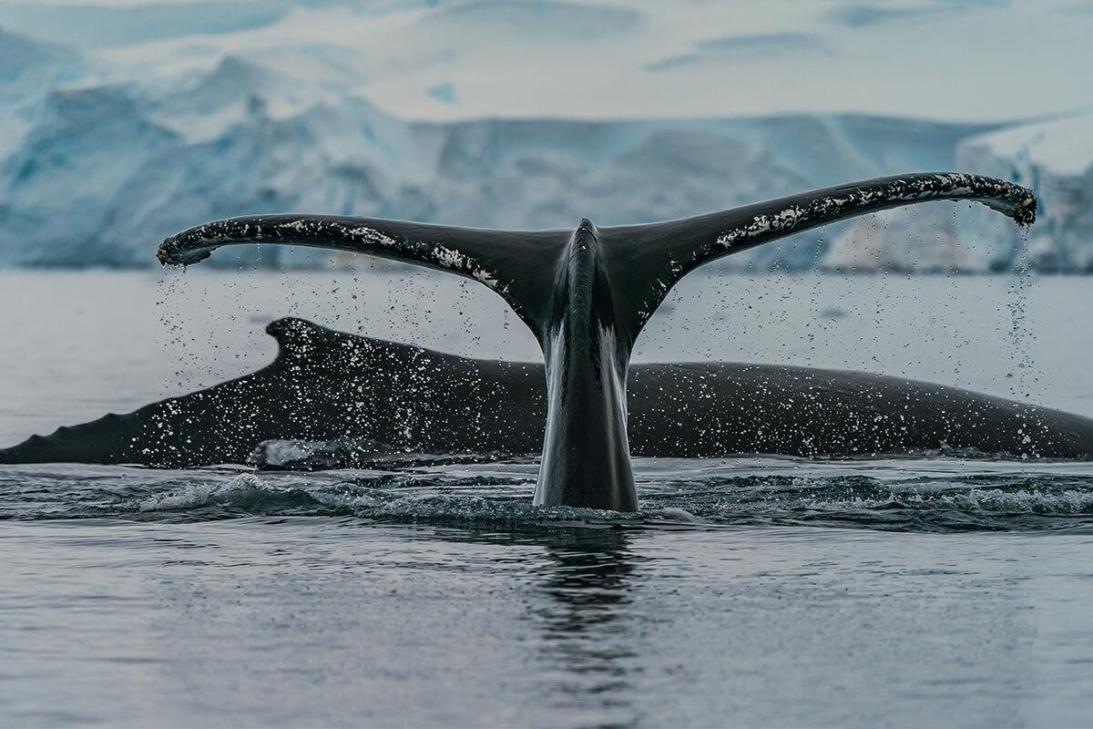 whale-watching-packages-available-for-alaska-cruise-through-amazing-vacations-USA