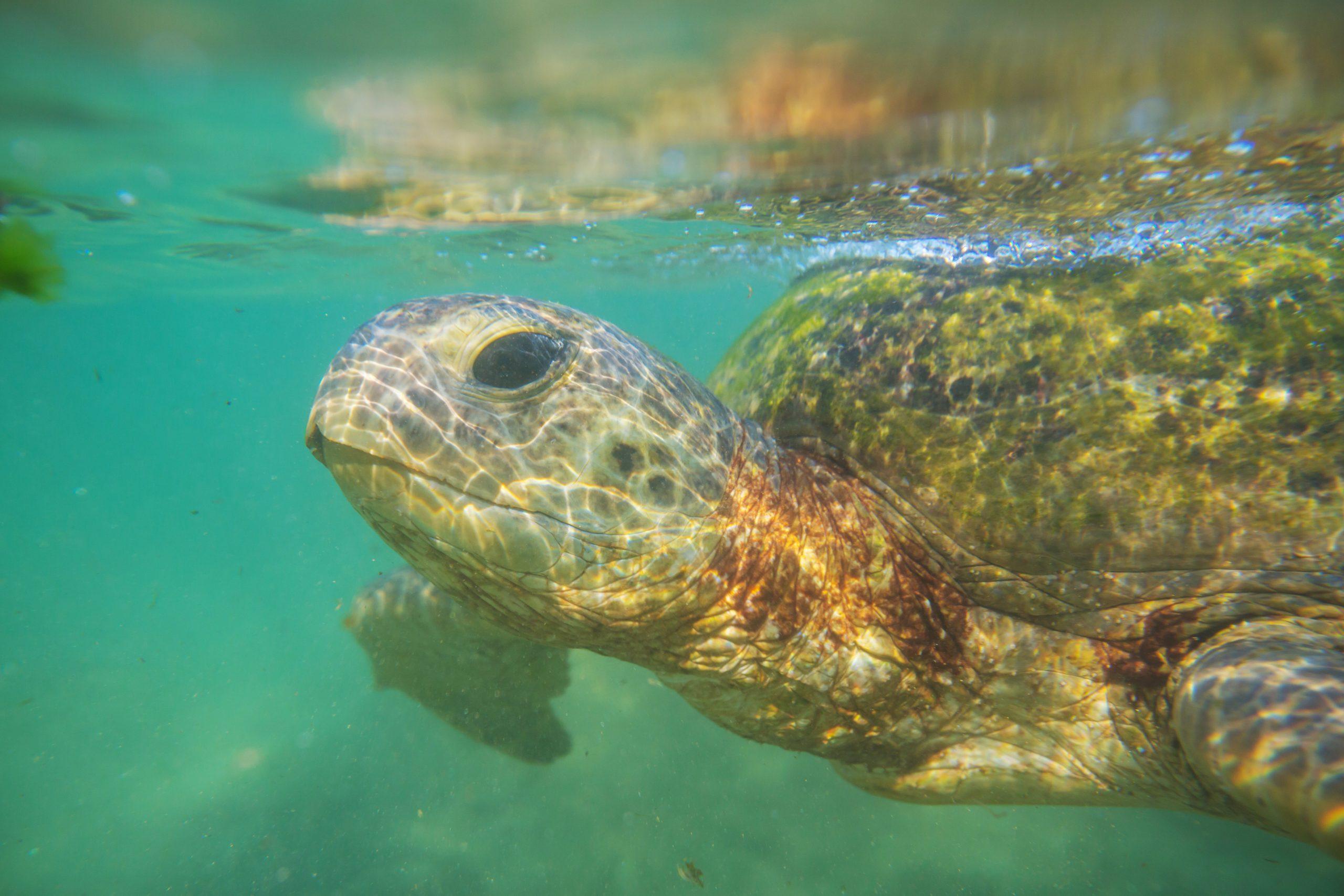 Giant sea turtle underwater in ocean