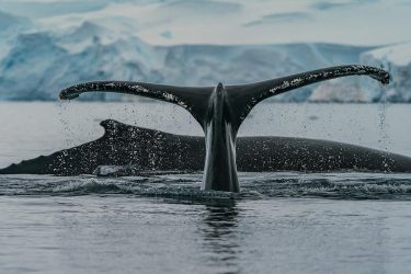 whale-watching-packages-available-for-alaska-cruise-through-amazing-vacations-USA