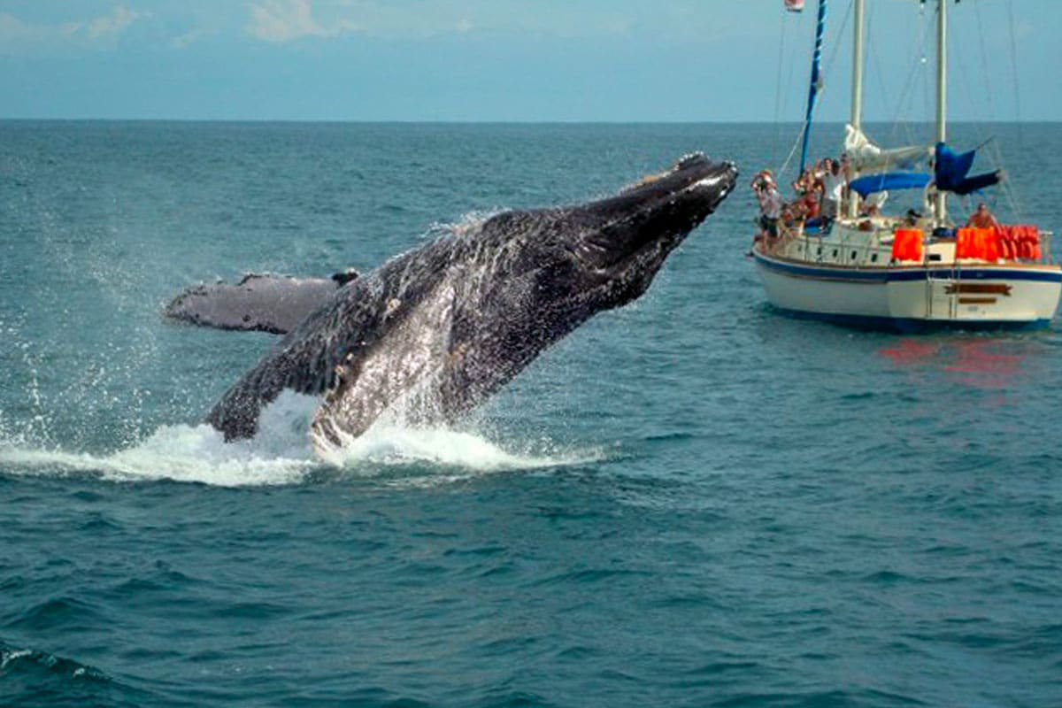 velero-whale.jpg
